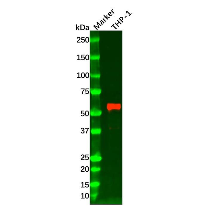 Hck Mouse mAb