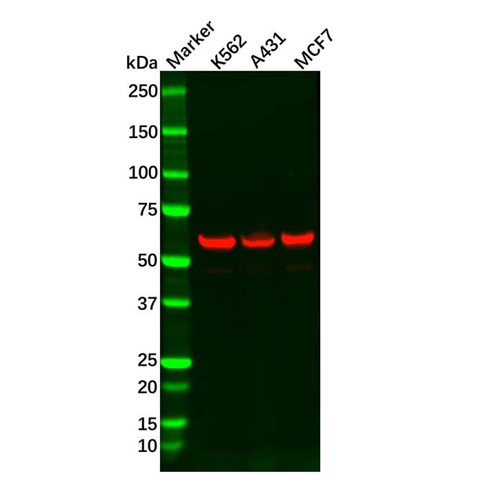 Recombinant HDAC2 Antibody