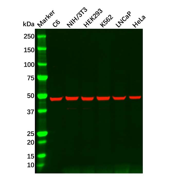 HDAC3 Mouse mAb
