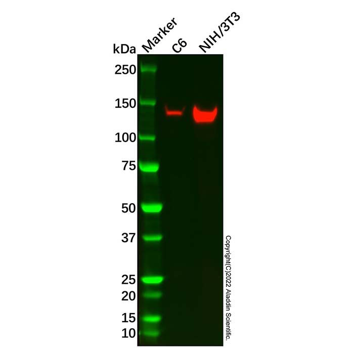 HDAC4 Mouse mAb