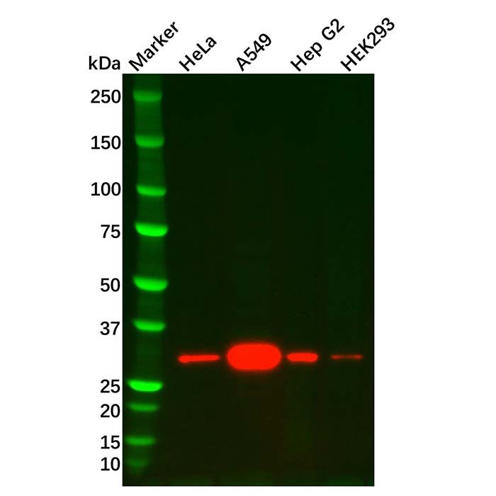 Heme Oxygenase 1 Mouse mAb