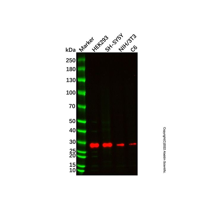 Recombinant Hes1 Antibody