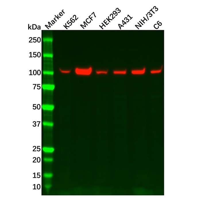 Recombinant Hexokinase 1 Antibody