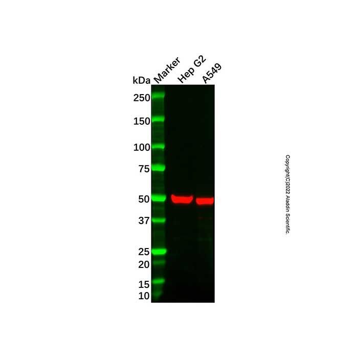 Recombinant HGD Antibody
