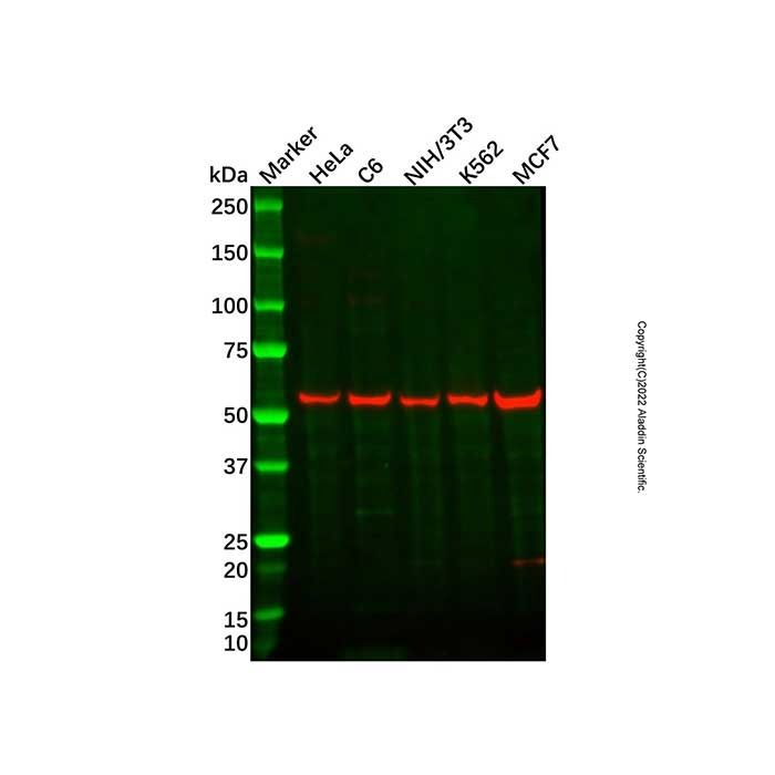 hHR23b Mouse mAb
