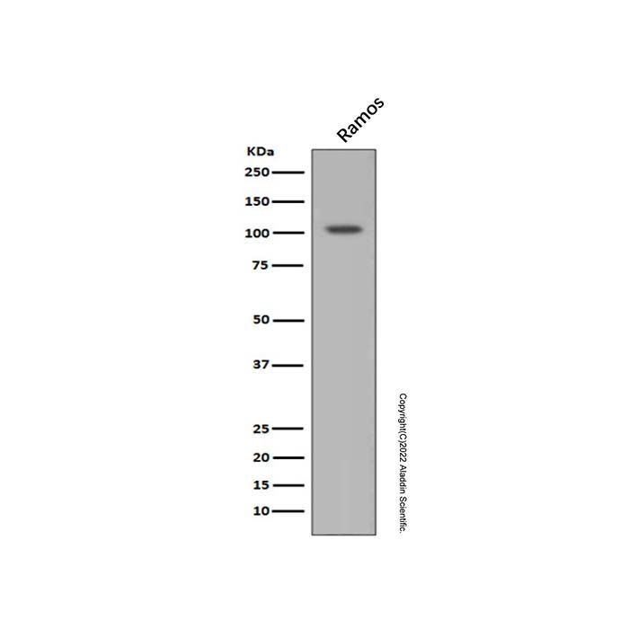 Recombinant HIF-1 alpha Antibody