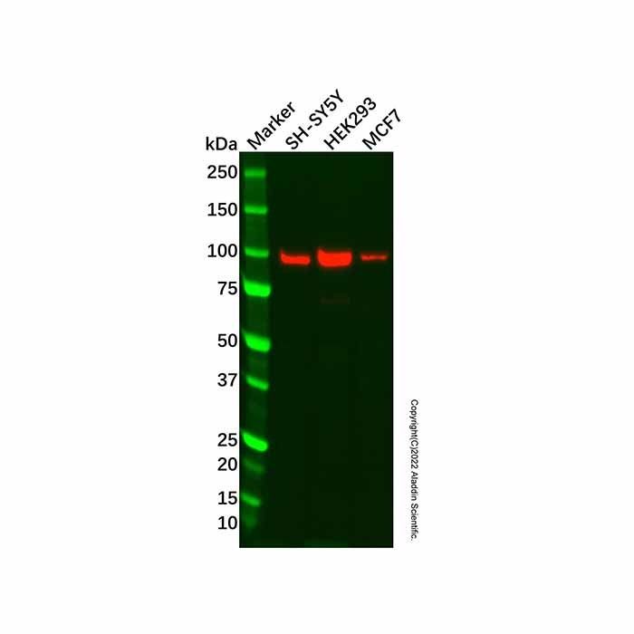 HIF-2-alpha Antibody