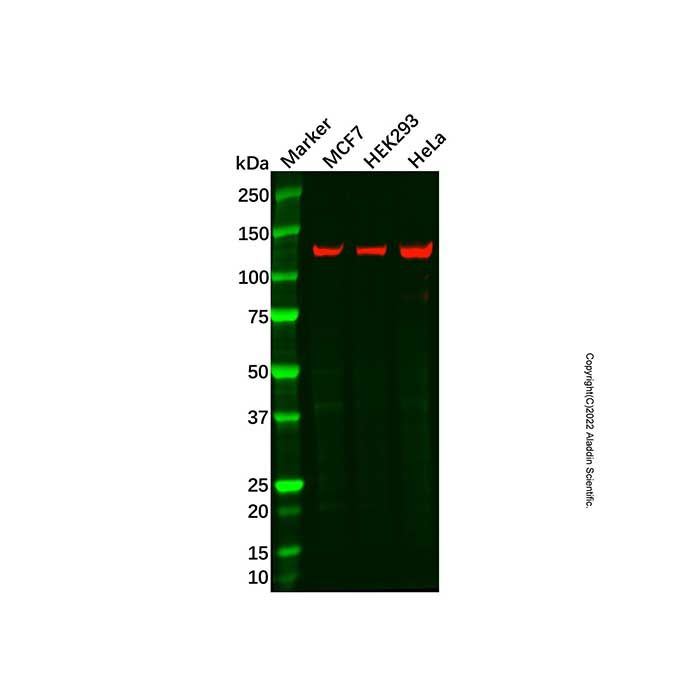 HIP1R Antibody