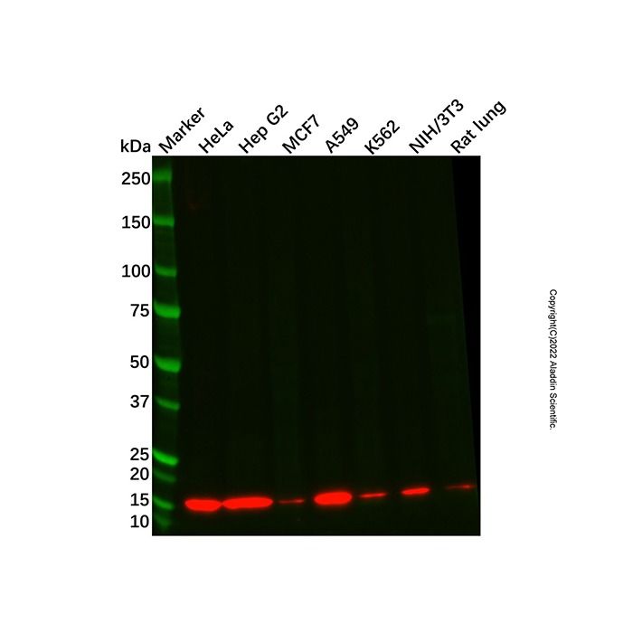 Recombinant Histone H2A Antibody