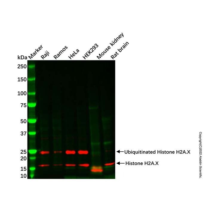 Recombinant Histone H2A.X Antibody