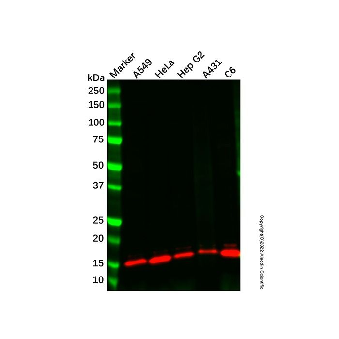 Recombinant Histone H4 (mono methyl K16) Antibody