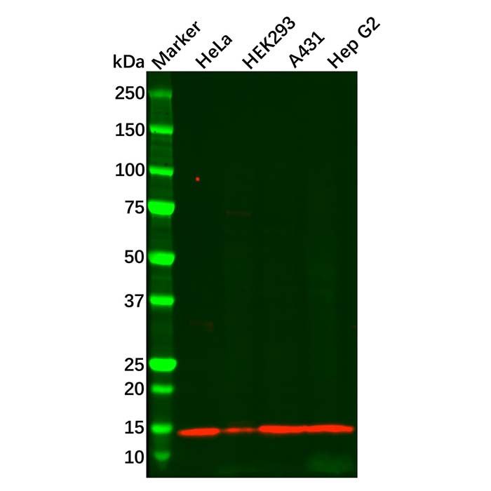 Recombinant Histone H4 Antibody