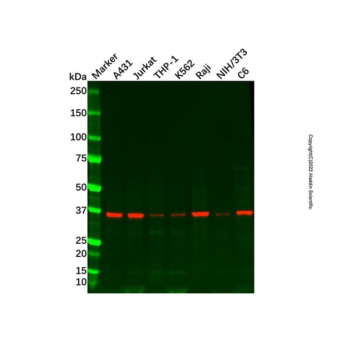 HLA E Antibody