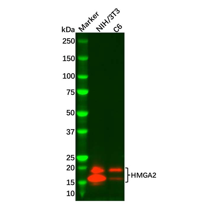 HMGA2 Antibody