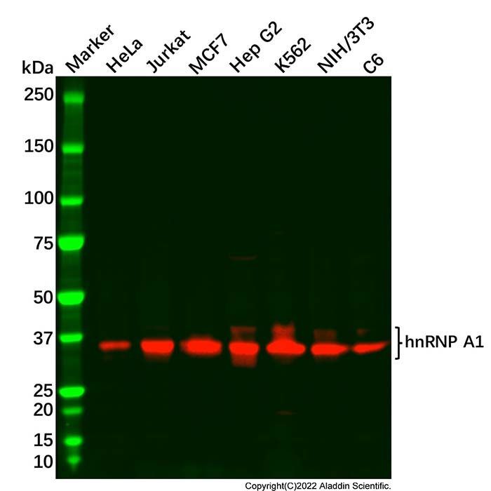 hnRNP A1 Antibody