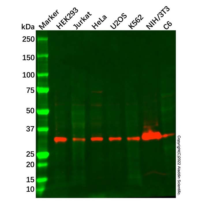 hnRNP D/AUF1 Antibody