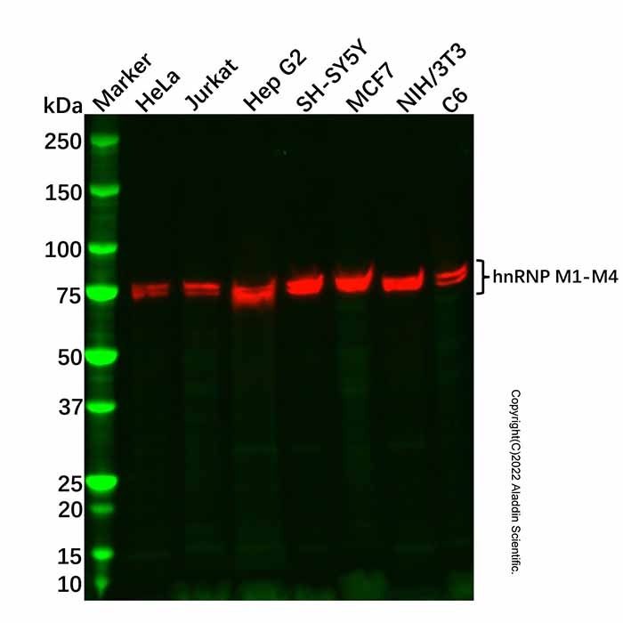 Recombinant hnRNP M1-M4 Antibody