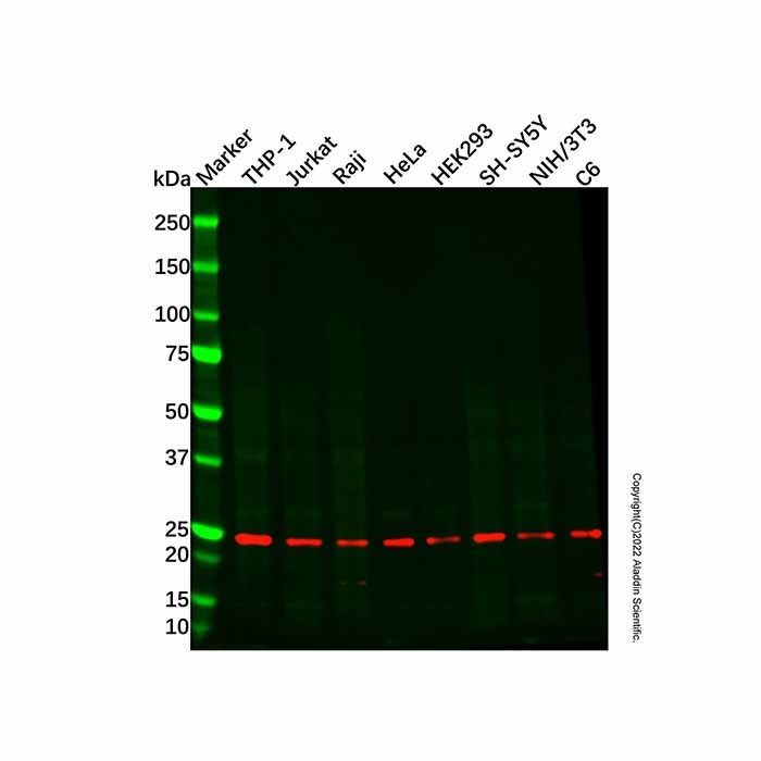Recombinant HP1 alpha Antibody