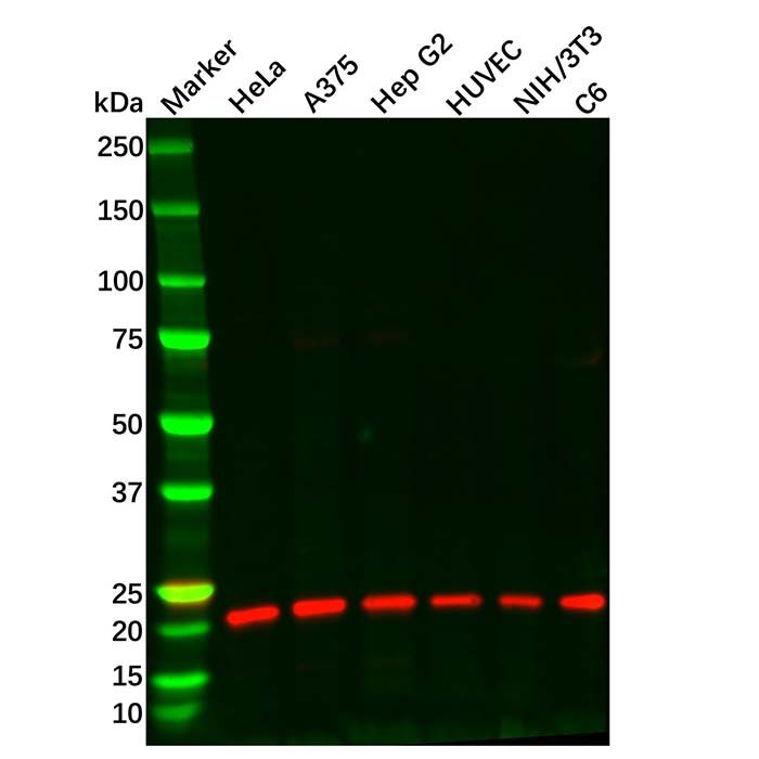 HP1 gamma/CBX3 Antibody