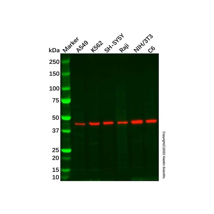 Recombinant HRH3/H3R Antibody