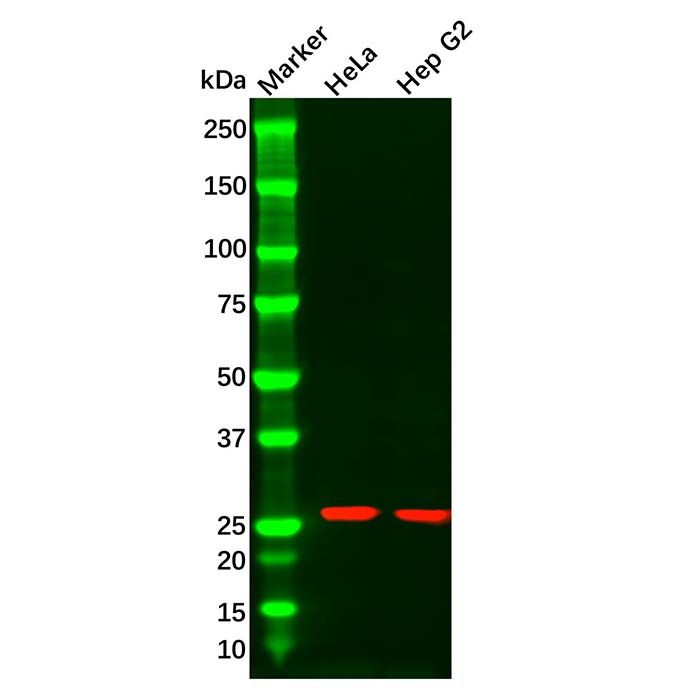 Hsp27 Mouse mAb
