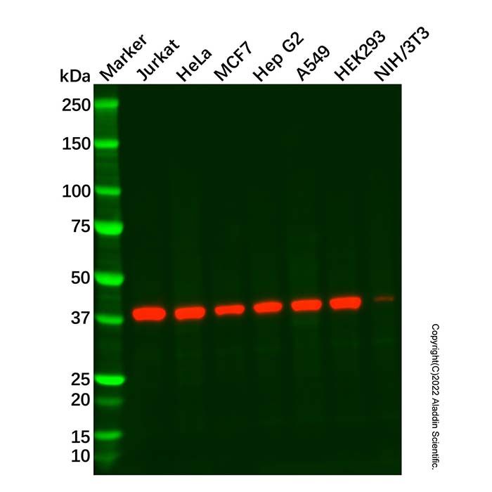 Hsp40 Mouse mAb