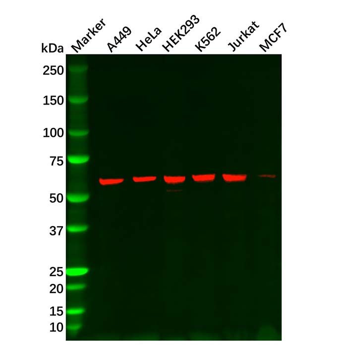 Hsp60 Mouse mAb