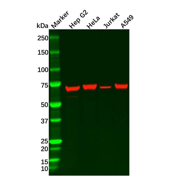 Hsp70 Mouse mAb