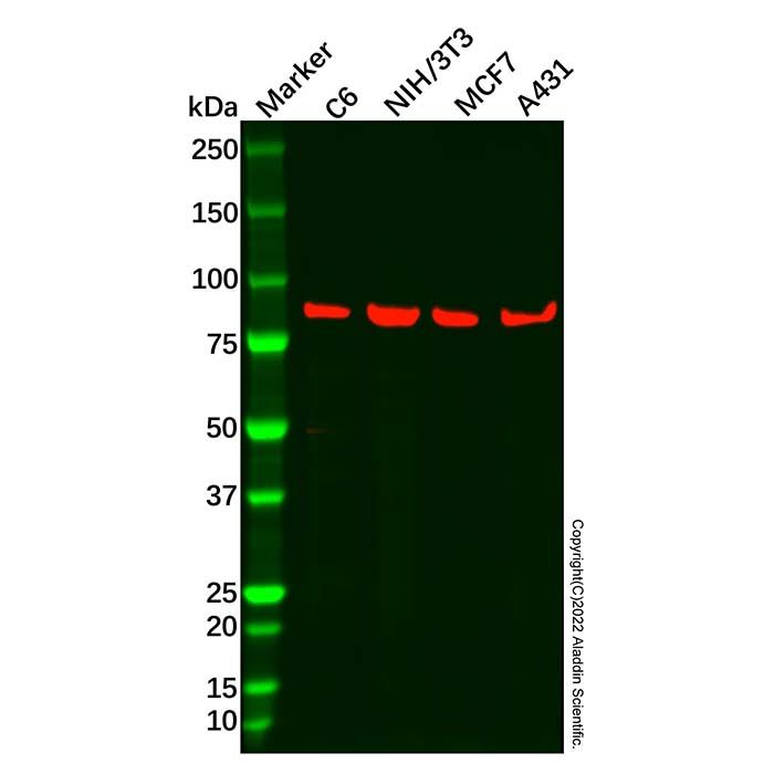 Recombinant Hsp90 alpha Antibody