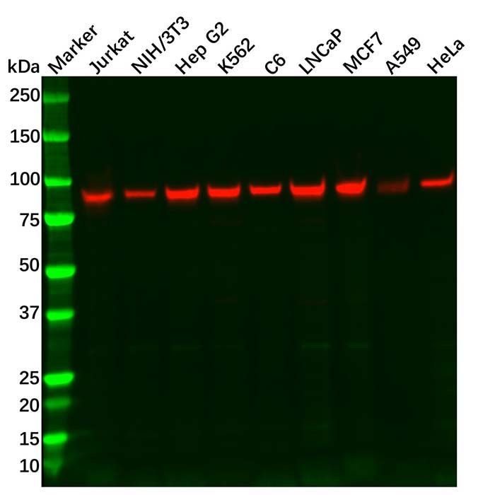 Recombinant Hsp90 Antibody