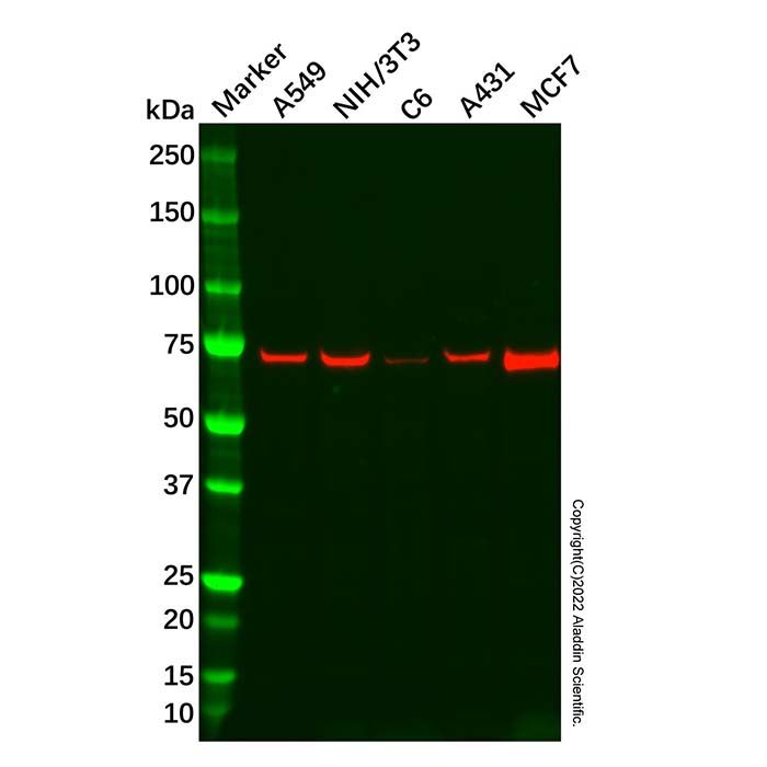 Recombinant HSPA2 Antibody