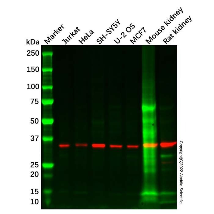 Recombinant HtrA2/Omi Antibody