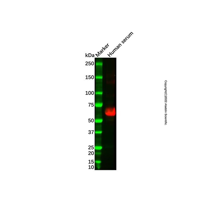 Recombinant Human IgA Antibody