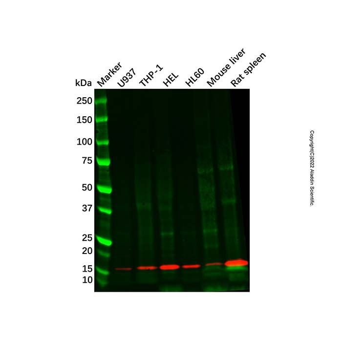 Recombinant Iba1 Antibody