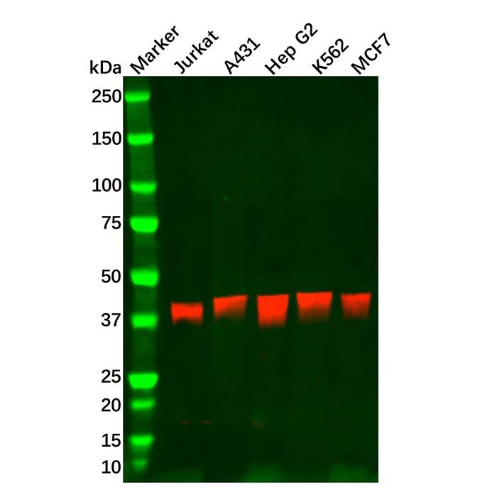 ICAD Antibody