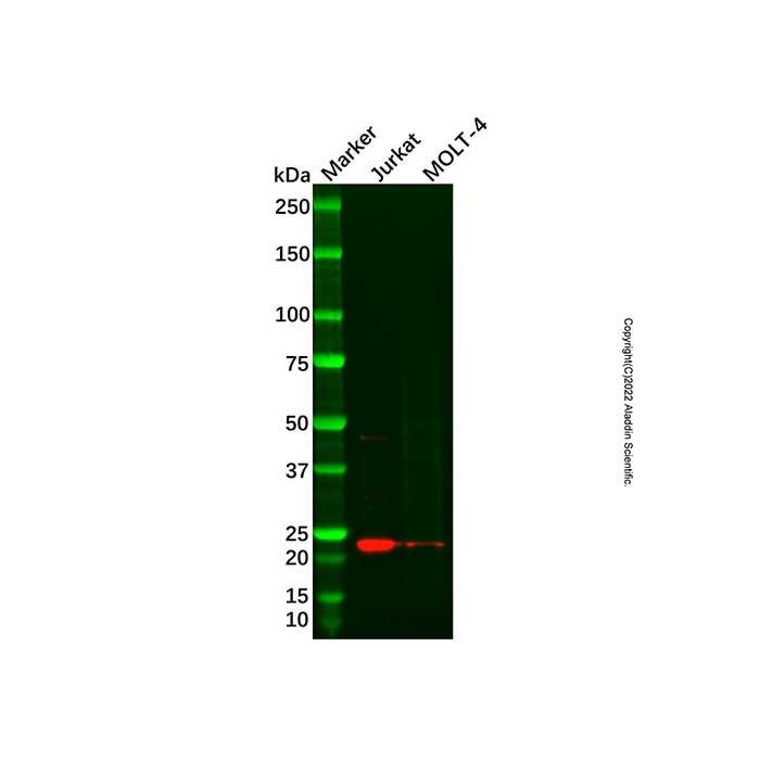 Recombinant ICOS Antibody