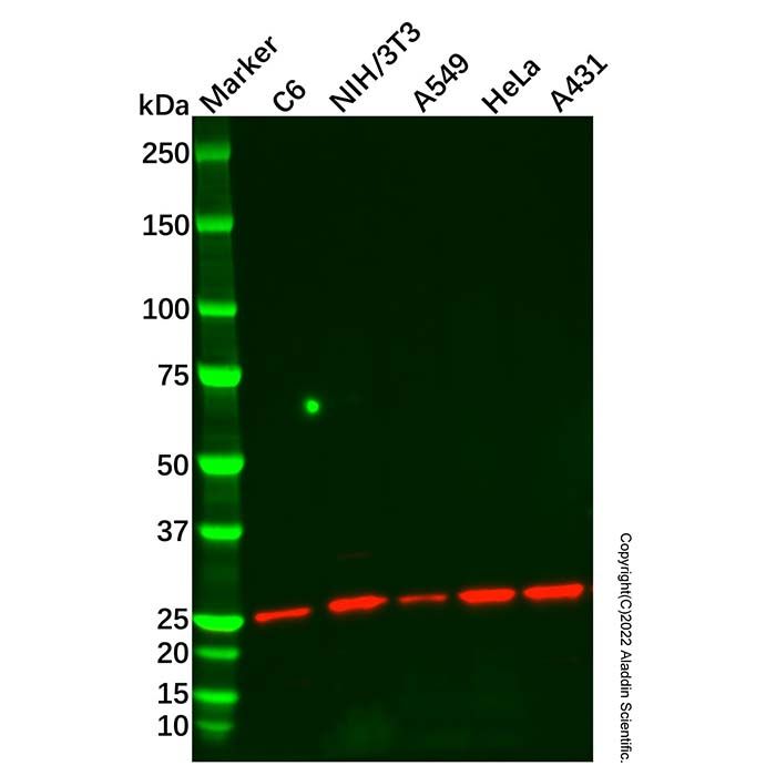 Recombinant Id1 Antibody