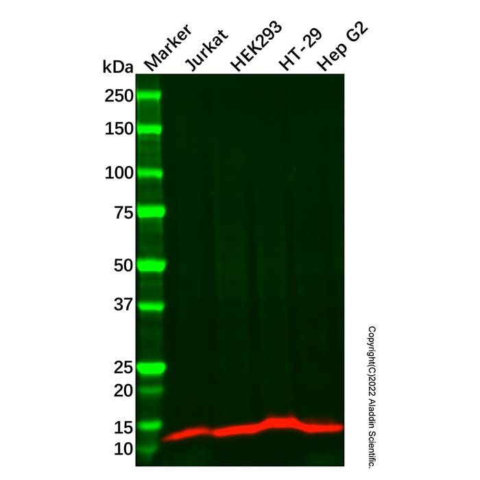 ID2 Antibody