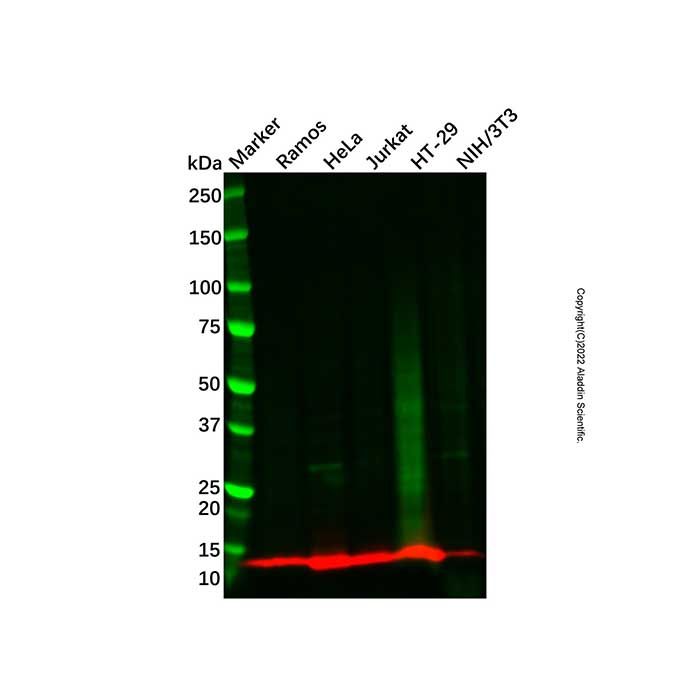ID3 Antibody