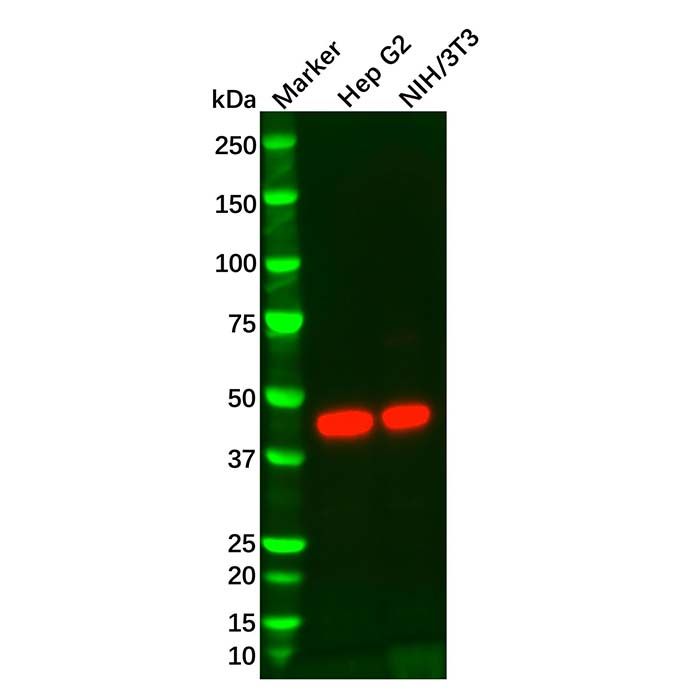 IDH1 Mouse mAb
