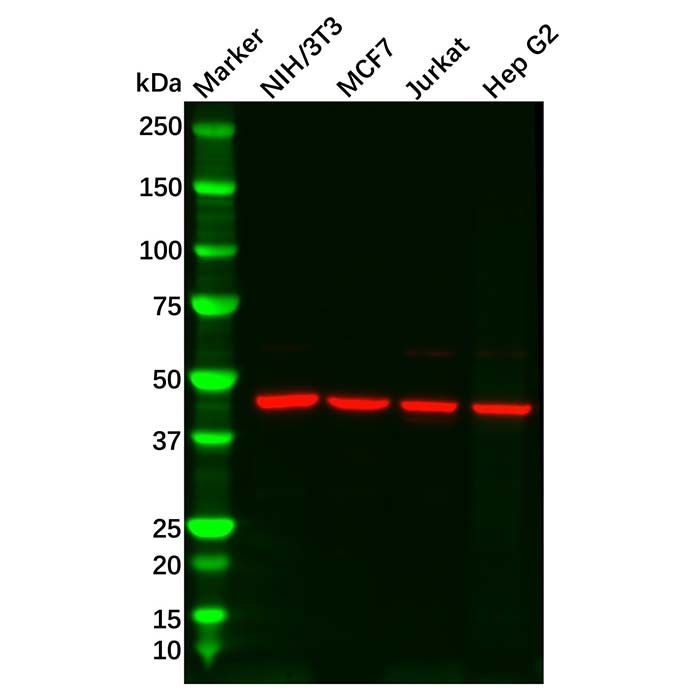 IDH2 Antibody