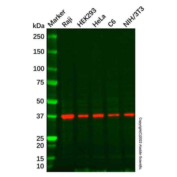 IDH3A Antibody