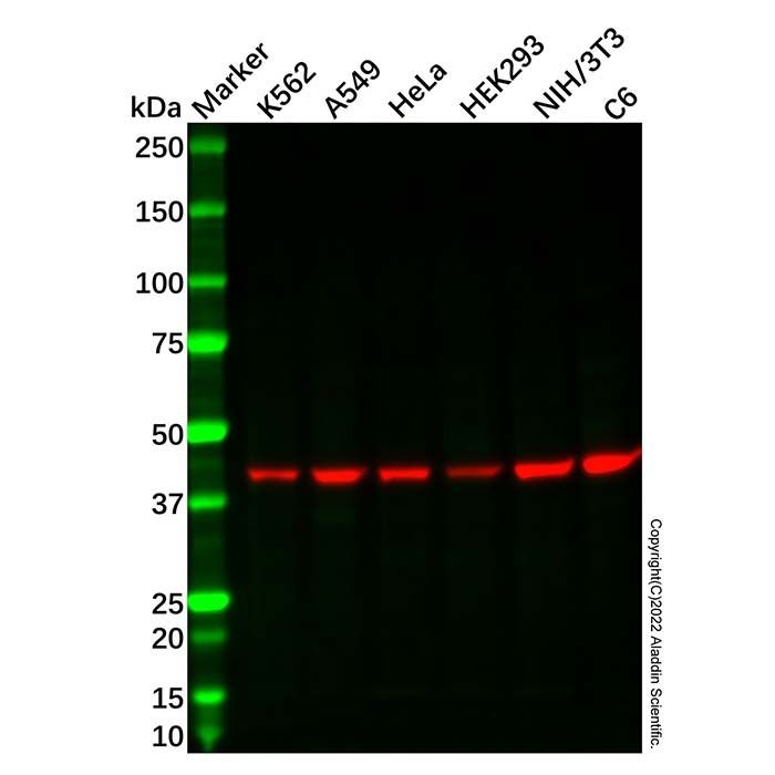 IDH3B Antibody