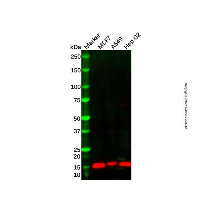 IFITM2 Antibody
