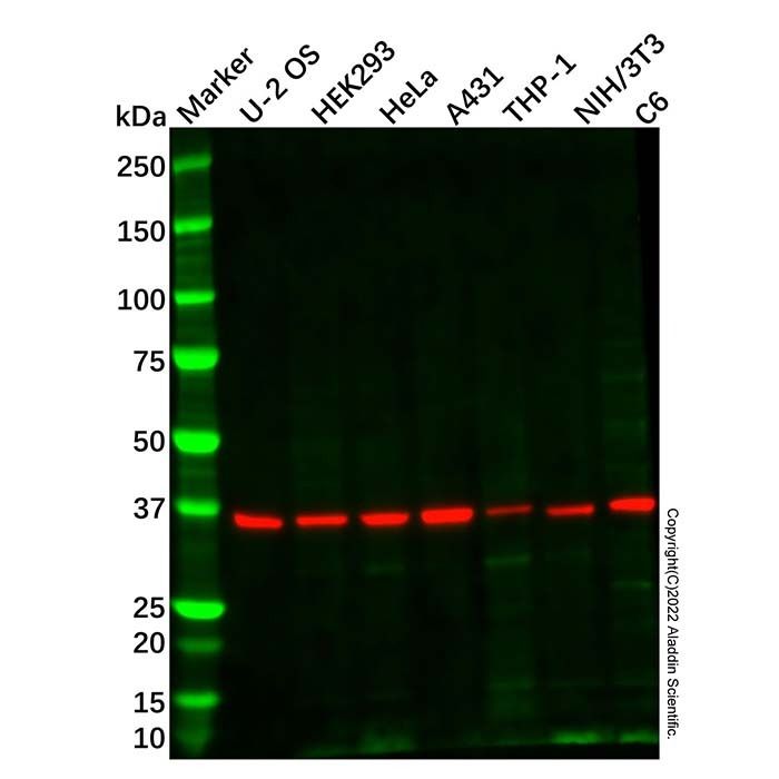 IFN gamma Receptor beta/AF-1 Antibody
