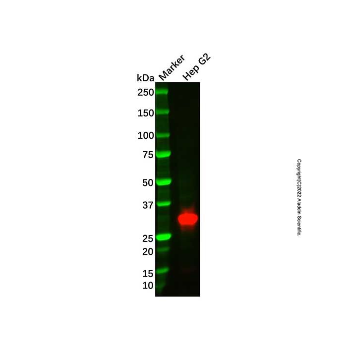 Recombinant IGFBP1 Antibody