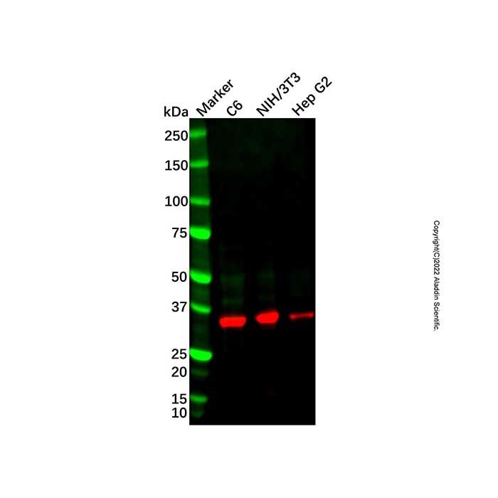 Recombinant IGFBP2 Antibody