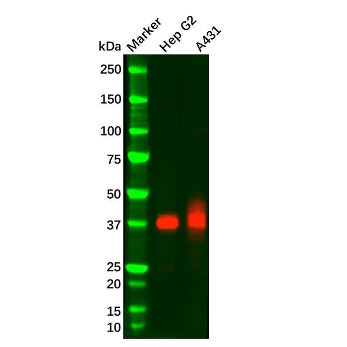IGFBP3 Mouse mAb