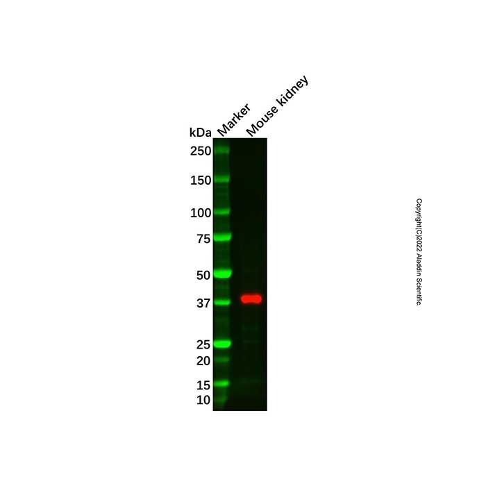 Recombinant IGFBP7 Antibody
