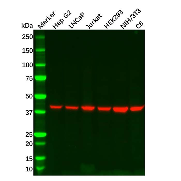 Recombinant Ihh Antibody